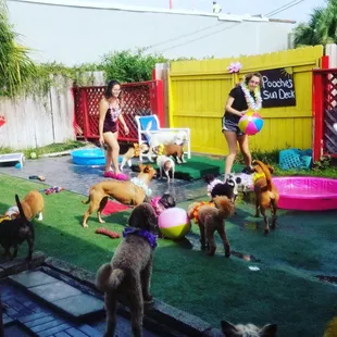 Pups enjoying their annual pool pawty.