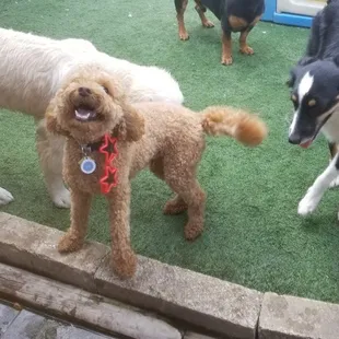 All smiles at pooches!