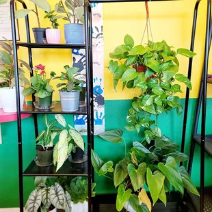 Plants &amp; popcorn store. Brilliant.