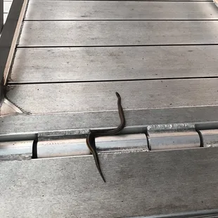 Yikes!! A snake by the back entrance lol