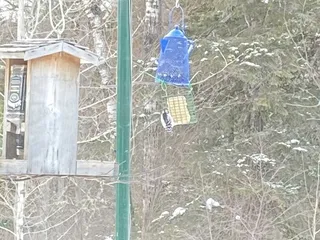 Ammo's Evergreen Tavern