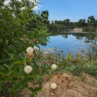 Pond