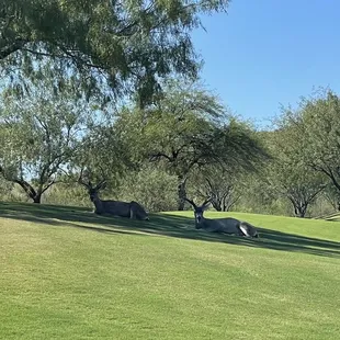 10th Hole