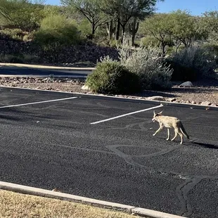 Where&apos;s that roadrunner?
