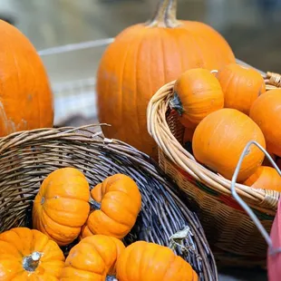 Variety of pumpkins