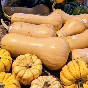 Squashes!