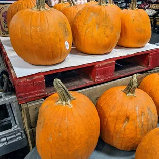 Medium pumpkins