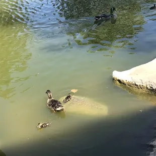 Baby ducklings having a good time