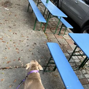 a dog on a leash in front of a row of blue picnic tables