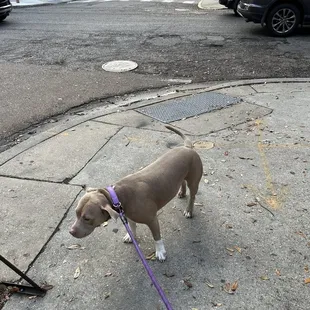 a dog on a leash
