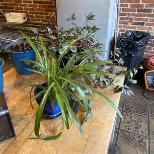 Friendly walk in environment