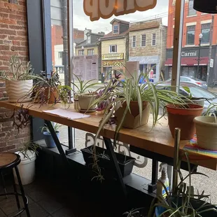 Nice Window Plants!