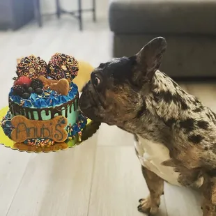 a dog sniffing a birthday cake