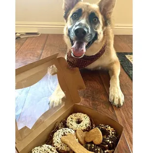 a dog sitting next to a box of dog treats