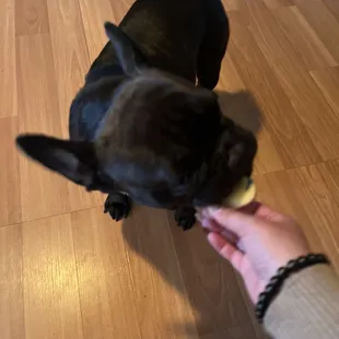 Dog approved!