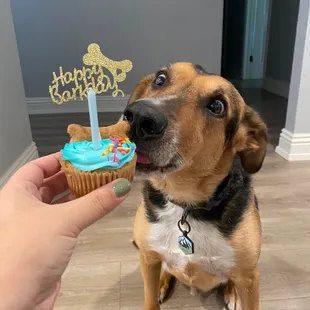 Axle enjoying his Gotcha Day Pupcake