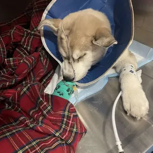This is our puppy before he passed away while getting the plasma transfusion