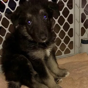 This little guy had Parvo within a day or 2 of coming home from the puppy place.