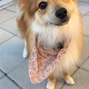 Sold as a purebred pomeranian, but ended up being a MIXED.
