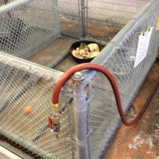 Puppy kennel puppies in the corner and the hose they use to spray down the puppies and the kennels.
