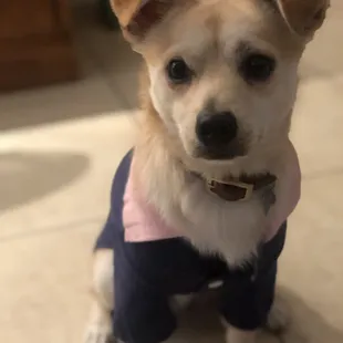 Emerson, Corgi Pomeranian mix