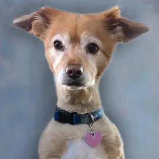 Personality plus- Gracie