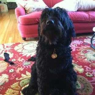 Our dapper doodle, all grown up. :-) Purchased from The Puppy Place