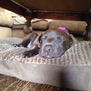 This is Frankie! That's puppy place!