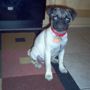 My sweet baby George.  15 weeks old and very healthy.