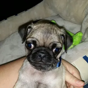 My poor baby after fighting parvo!