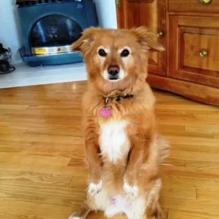 We got Gracie at the Puppy Place in 2006.  She just passed away in December.  She was the best dog ever.