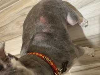 Spike and Chester's Scrub Tub