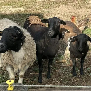 Sheep keeping the garden clear.