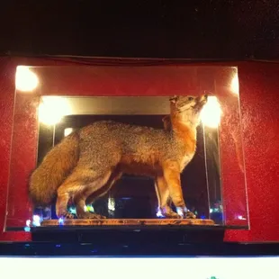a fox in a glass box