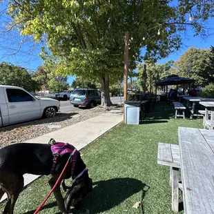 Dog friendly turf patio area