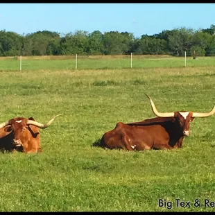 Our buddies...Big Tex &amp; Red