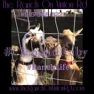 The Ranch On Vinton Rd #RanchLife