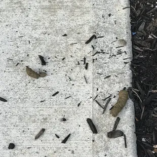Dozens of Daily incidences of VISIBLE dog feces all over &amp; adjacent to my Door. Oakwood Staff Just walks right by like it&apos;s a hologram!