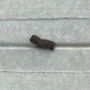 Dozens of Daily incidences of VISIBLE dog feces all over &amp; adjacent to my Door. Oakwood Staff Just walks right by like it&apos;s a hologram!