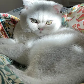 Arif M.