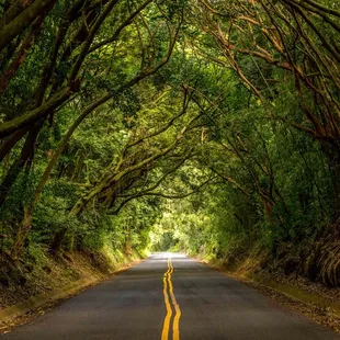 Tree tunnel!
