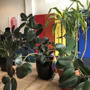 Plants!