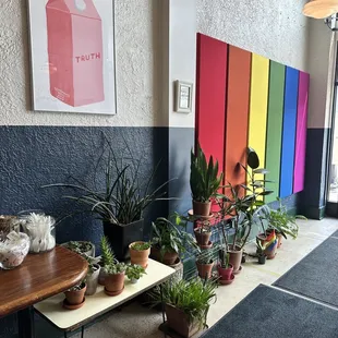 a row of potted plants in front of a colorful wall