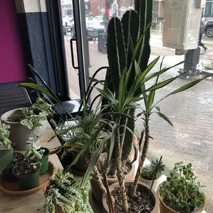 More plants!
