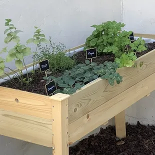 Beautiful herbs growing outside the door of The Redwood by Chef Julien!