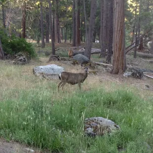 The pregnant deer visited our cabin while we were on the deck. Cabin 7C.