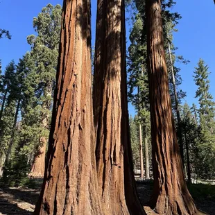 The beautiful Yosemite redwoods and outdoors were just a step away!