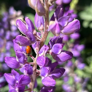 Resident Ladybugs in the Lupines