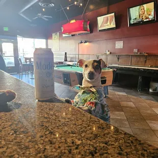 Bar interior (featuring this handsome regular, Niño)