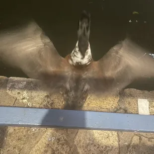 Duck in flight into the water right next to my table.